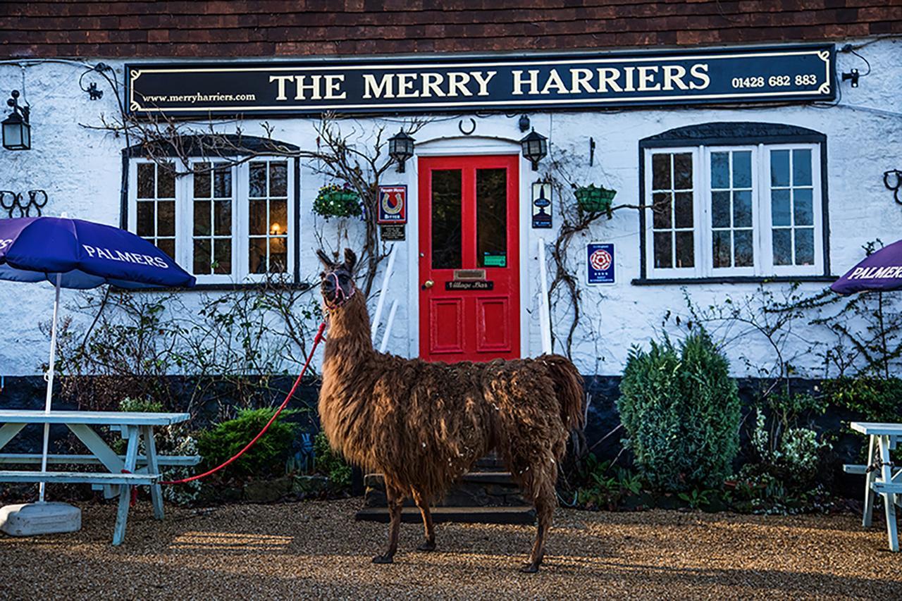 The Merry Harriers Bed and Breakfast Godalming Exterior foto